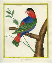 Lory des Philippines