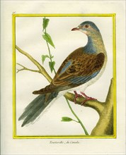 Canadian Turtle Dove