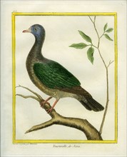 Emerald Dove