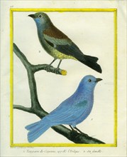 Metallic-green Tanager and his female.