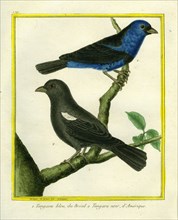 Blue-grey Tanager and Black Tanager