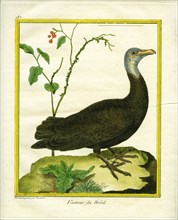 Brazilian Vulture