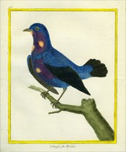 Cotinga du Brésil