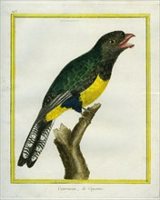 Green-backed Trogon