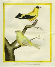 Atlantic Canary and American Goldfinch