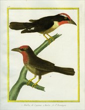 Barbets of Cayenne and of Hispaniola