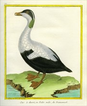 Northern Common Eider Duck
