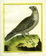Gyrfalcon