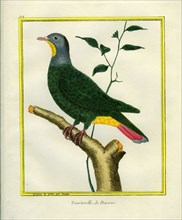 Black-naped Fruit-Dove