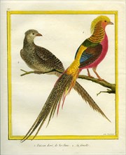 Golden Pheasant