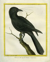 Jackdaw from the Cape of Good Hope
