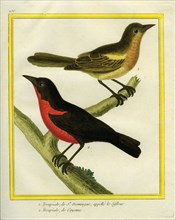 Baltimore Oriole and Red-breasted Blackbird