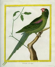 Alexandrine Parakeet