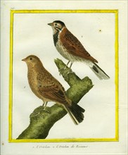 Ortolan Bunting and Reed Bunting