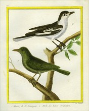 The Black-Throated Thrush and the mainate of the East Indies