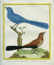 Madagascar Cuckoo and Blue Coua