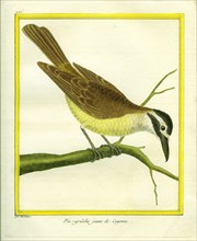 Pie-grièche jaune de Cayenne