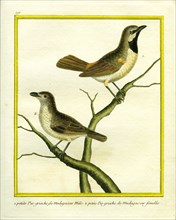 Male and Female Madagascar Cuckooshrike
