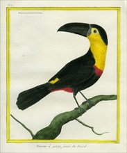 Toucan à gorge jaune du Brésil