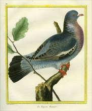 Le Pigeon Ramier