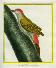 Grey Woodpecker