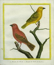 Saffron Finch and Red Fody