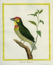 Coppersmith Barbet