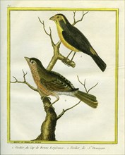 European Greenfinch and Verdier de Saint-Domingue