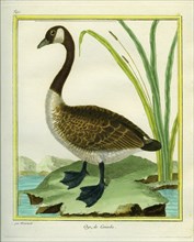 Canada Goose