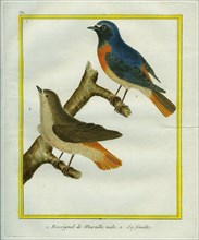 Male and Female Nightingale