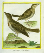 Lark and Sky Lark