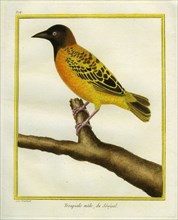 African Golden Oriole