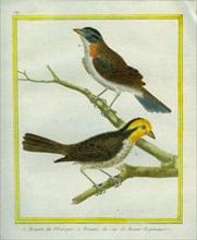 Yellowhammer and Cape Bunting
