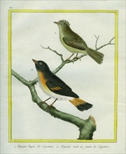 Crested Oriole and Yellow-tailed Oriole