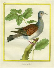 European Turtle Dove