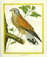 Kestrel