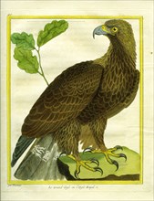 The Great Eagle or the Golden Eagle