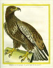 Female Sea eagle