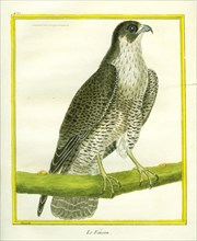 Falcon
