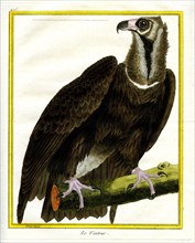 Le Vautour
