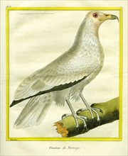 Le Vautour de Norvège