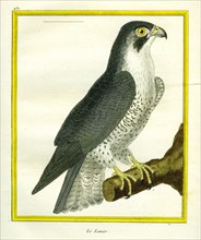 Lanner Falcon