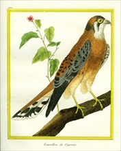 Emérillon de Cayenne