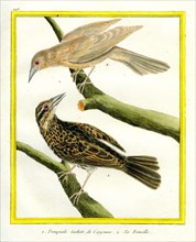 Common Starling and the female