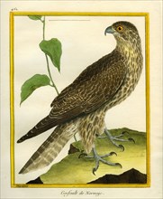 Gyrfalcon