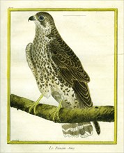Peregrine Falcon