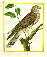 Female Kestrel