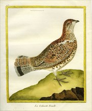 Female Grouse