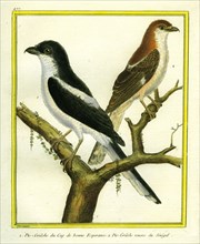 Magpie Shrike and Red-backed Shrike