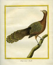 Green Peahen